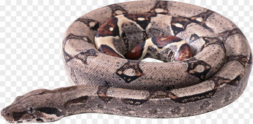 Snake Image Picture Download Free Snakes Reptile PNG