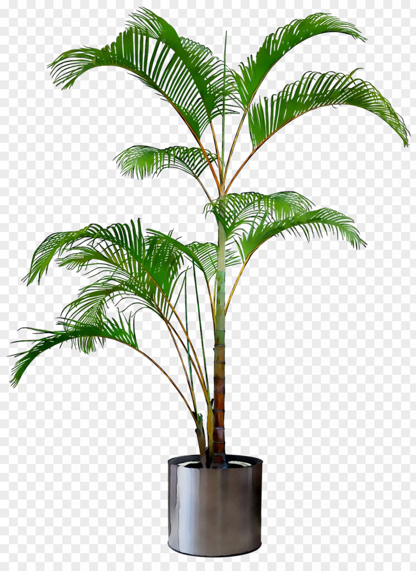Babassu Tree Plants Shrub Design PNG