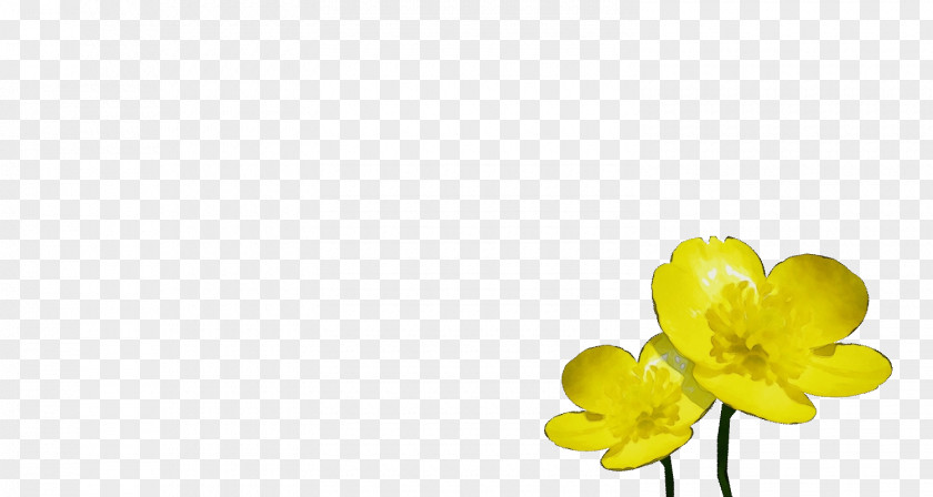 Canola Narcissus Flowers Background PNG