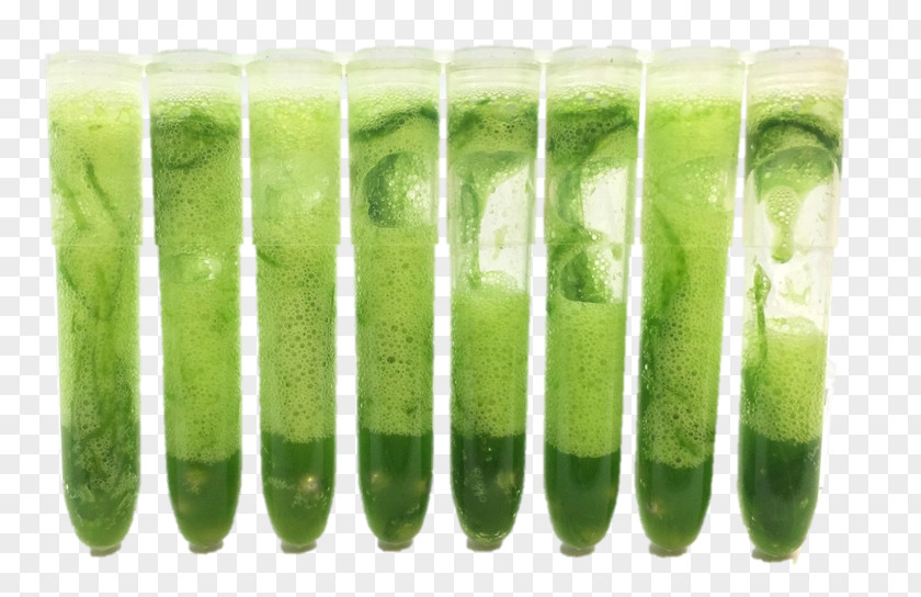 Dna Core Vegetable PNG