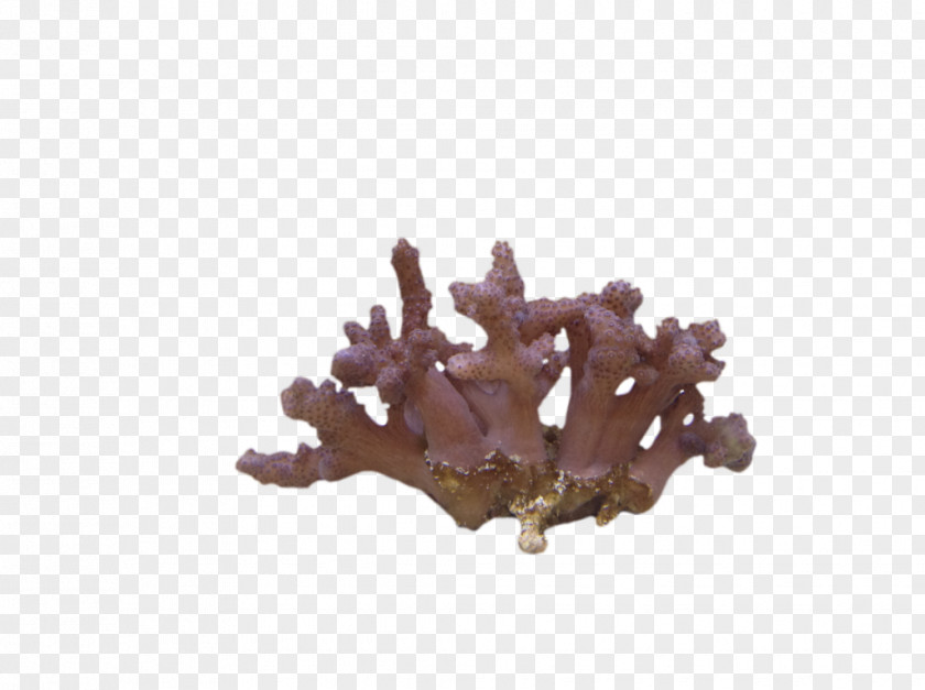 Image Stock Coral Clip Art PNG