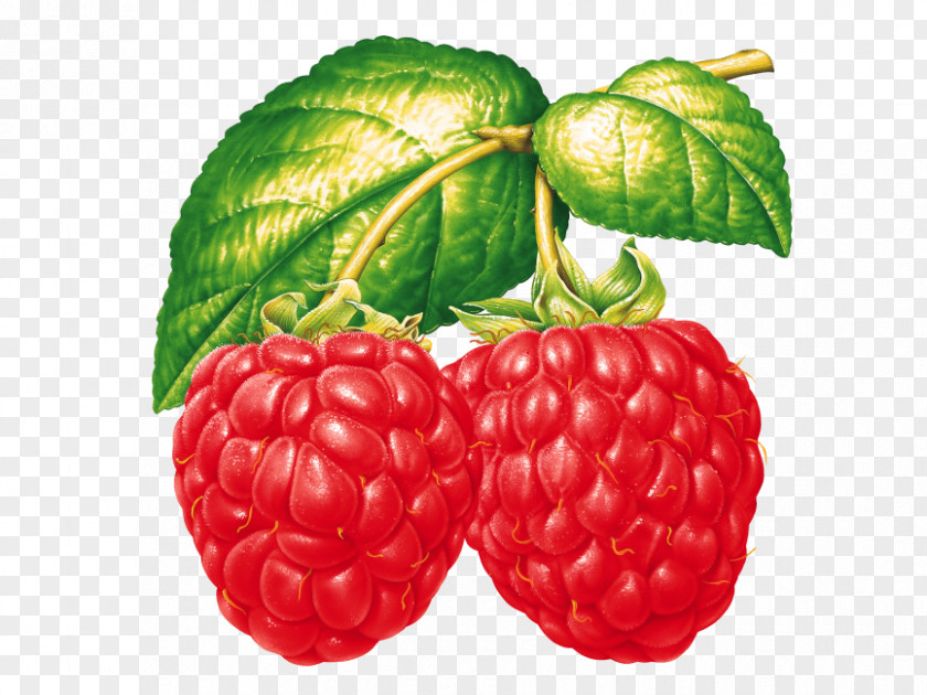 West Indian Raspberry Vegan Nutrition Strawberry Cartoon PNG