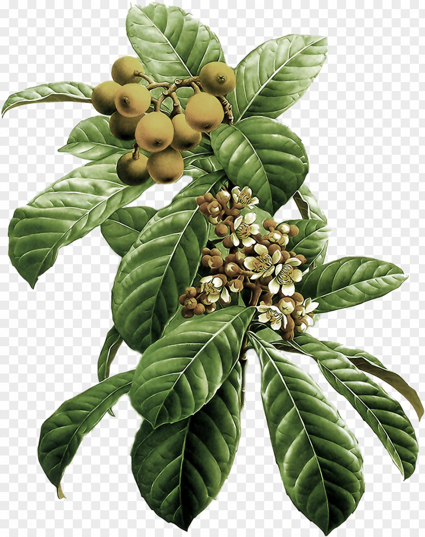 Cherry Tree Branches Flower Painting Art Loquat Fruit PNG