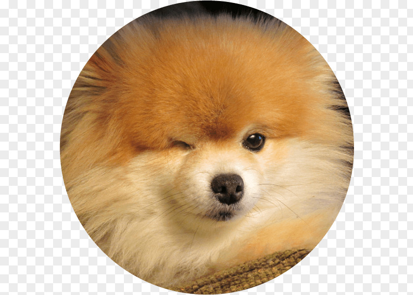 Pet Adoption German Spitz Klein Mittel Pomeranian Volpino Puppy PNG