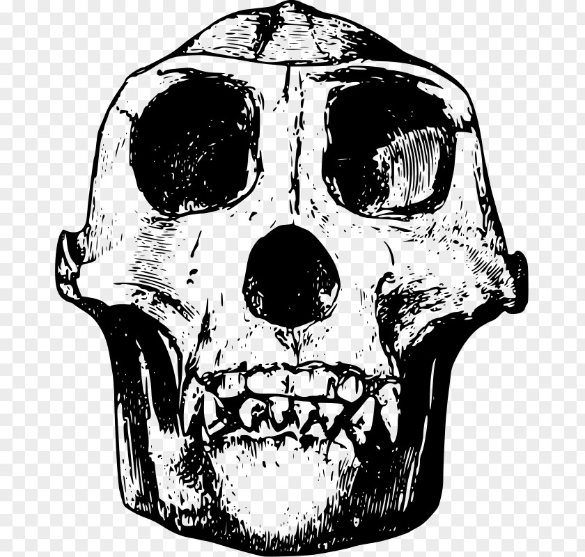 Gorilla Skull Bone Clip Art PNG