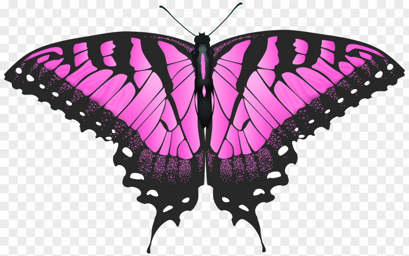 Pink Butterfly Transparent Clip Art Image Swallowtail Eastern Tiger PNG