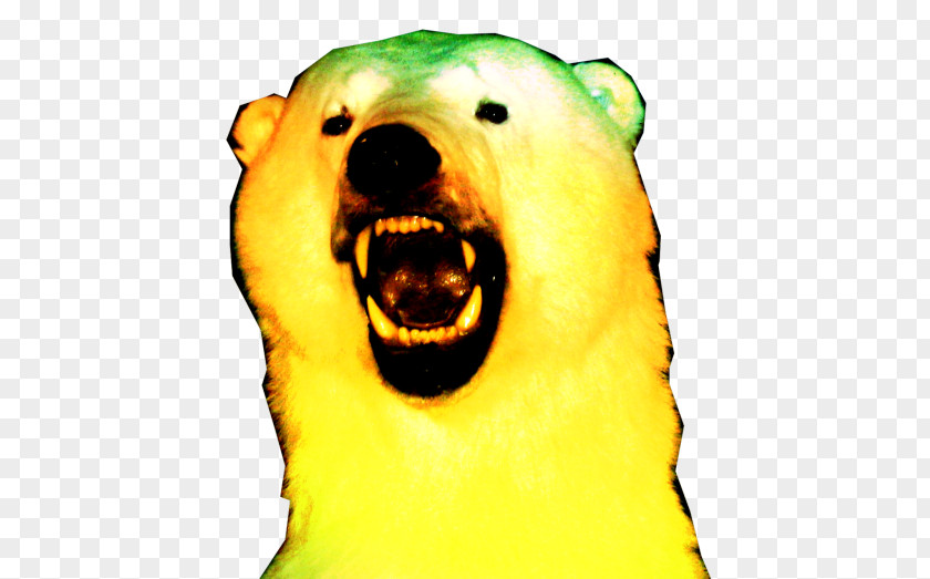 Polar Bear Fruit Snout PNG
