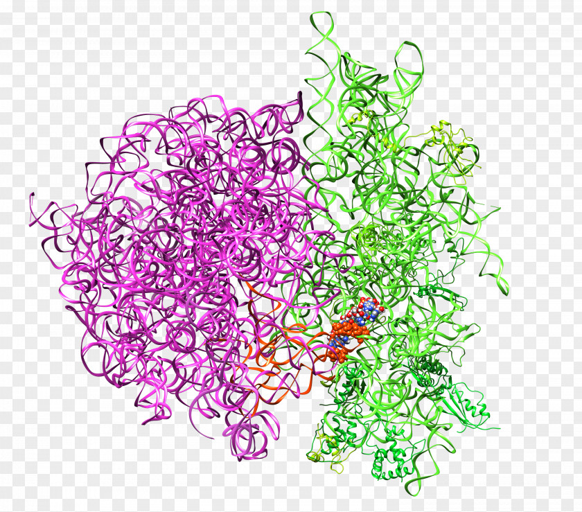 Start Codon Ribosome Ribosomal RNA Protein Biosynthesis PNG
