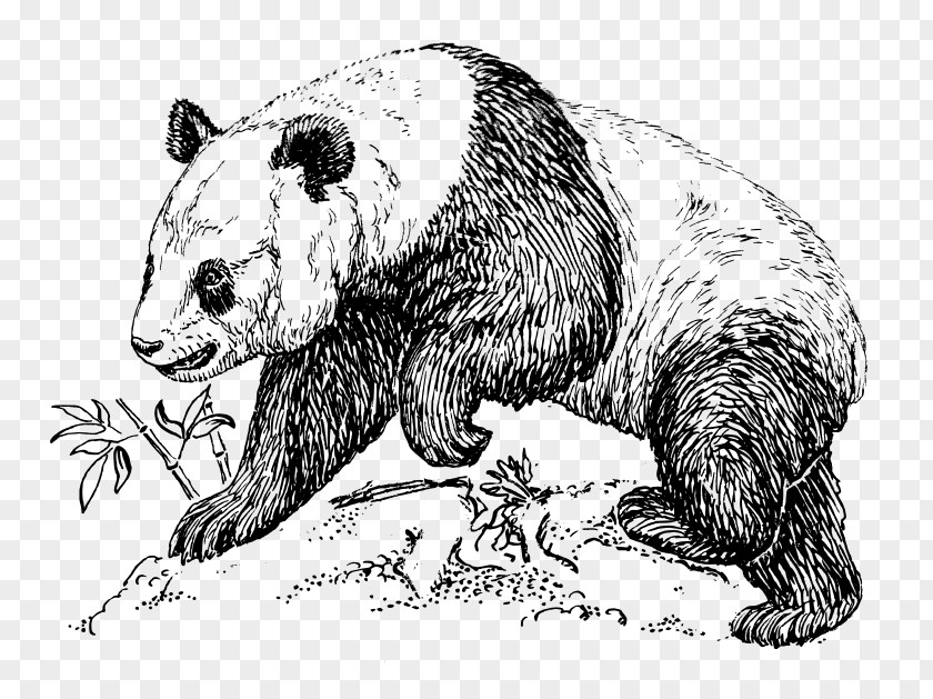 Bear Giant Panda Drawing Art Clip PNG