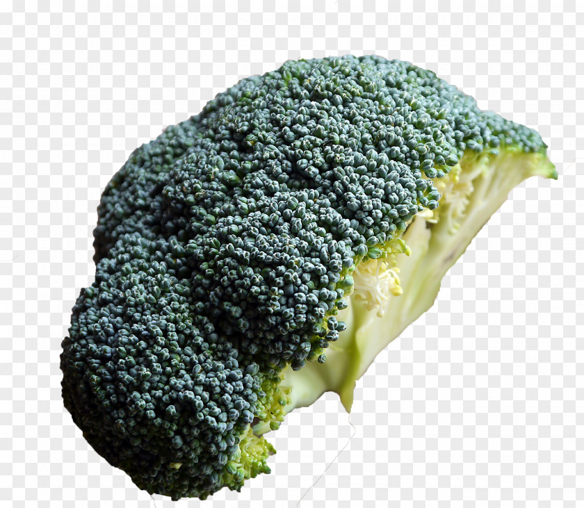 Broccoli Cut In Half Vegetable Food Ingredient Recipe PNG