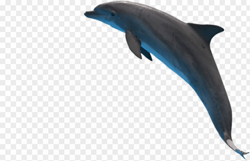 Dolphin Common Bottlenose Short-beaked Rough-toothed Wholphin PNG