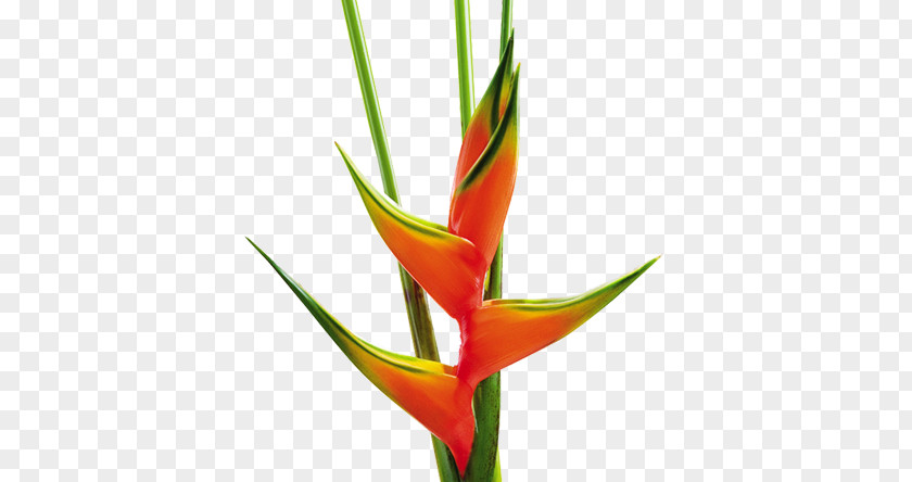 Heliconia False Bird Of Paradise Bihai Flower Cut Flowers PNG