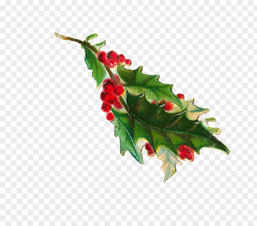 Holly Illustration Material Common Clip Art PNG