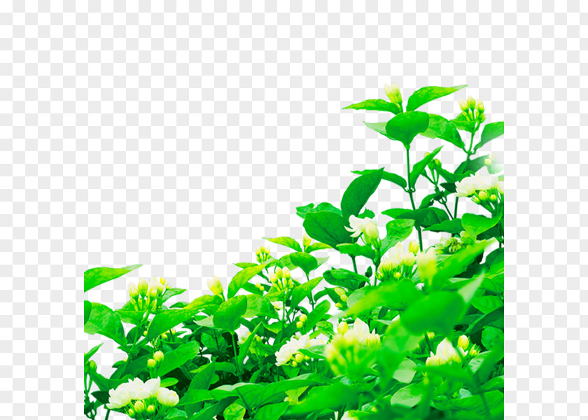 Plant Poster Banner Bxe0ner PNG