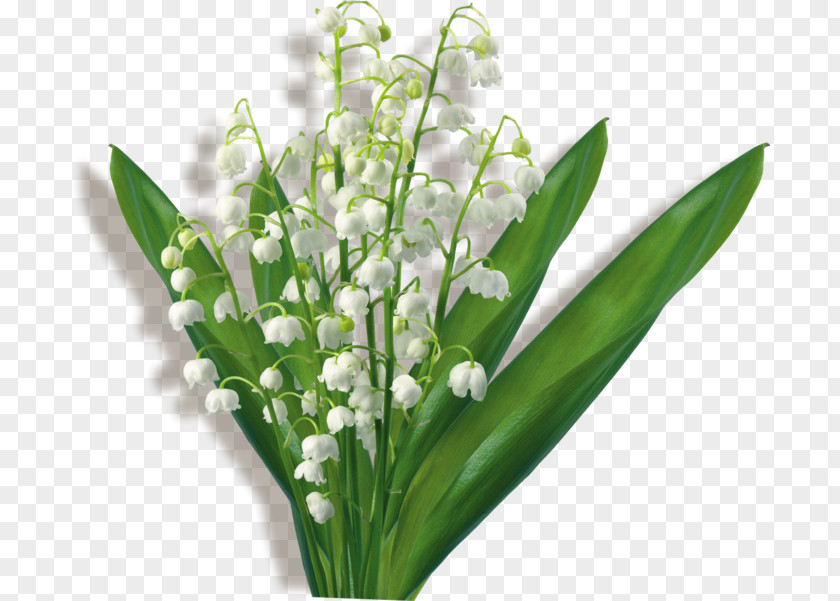Flower Bouquet Clip Art Lily Of The Valley GIF PNG