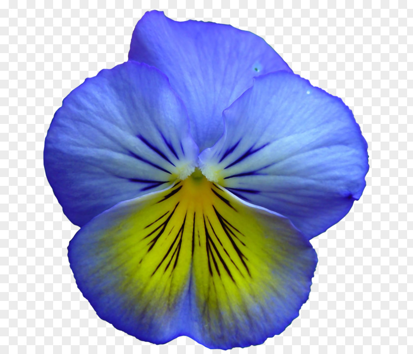 Flower Pansy Blue Yellow Clip Art PNG