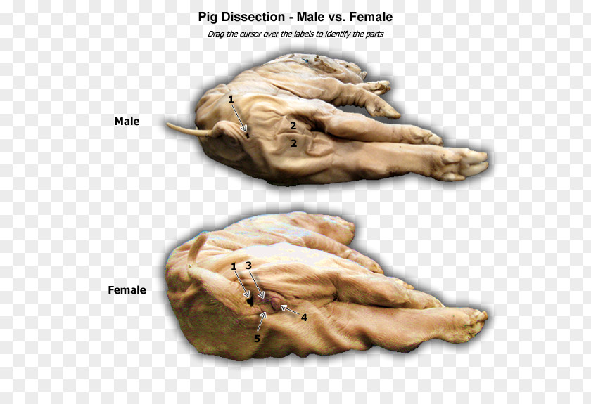 Pig Fetal Guinea Anatomy Dissection PNG