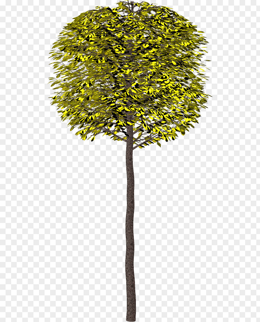 Tree Branch Shrub Clip Art PNG