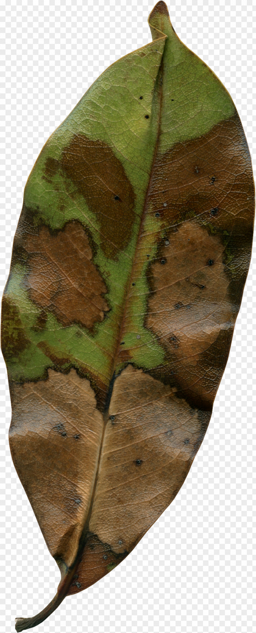 Autumn Leaves Leaf Photography PNG