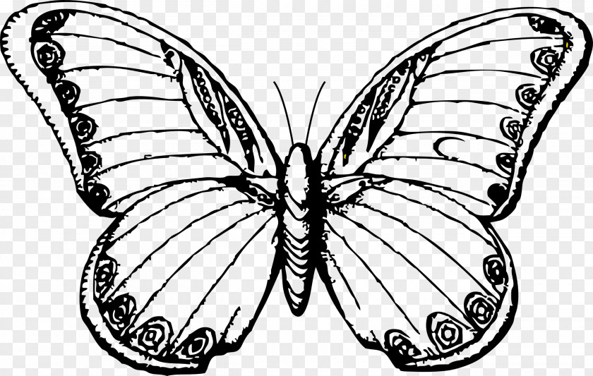 Butterfly Drawings Black And White Drawing Line Art Clip PNG