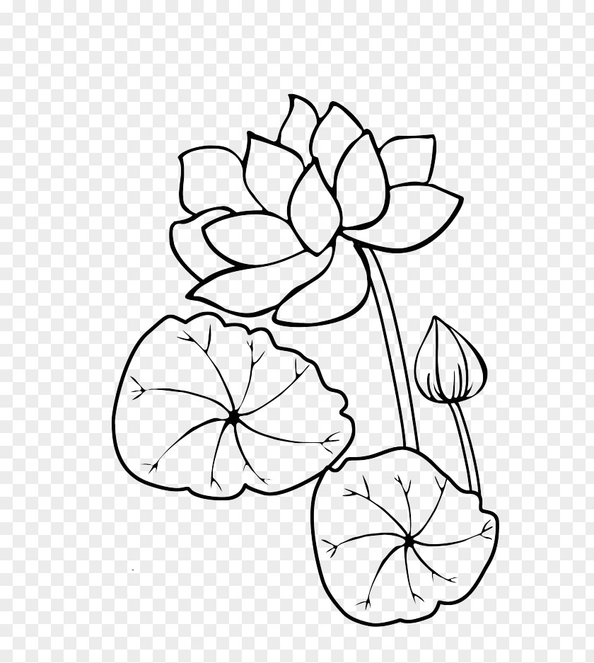 Lotus Flower Aquatic Plant Stroke Receptacle Leaf PNG