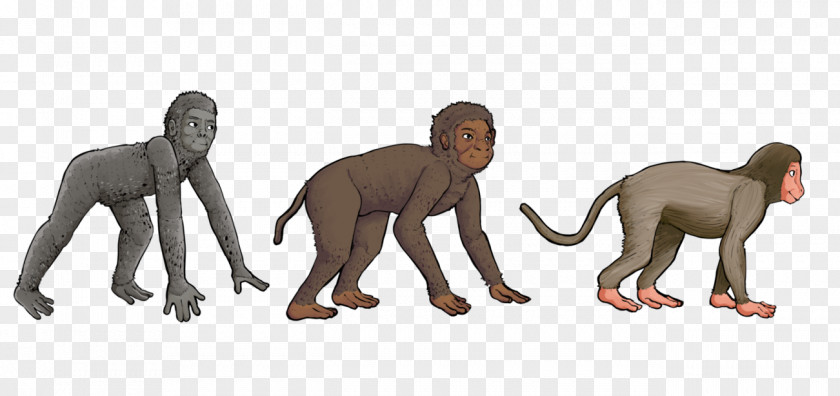 Monkey Primate Aegyptopithecus Cercopithecidae Proconsul PNG