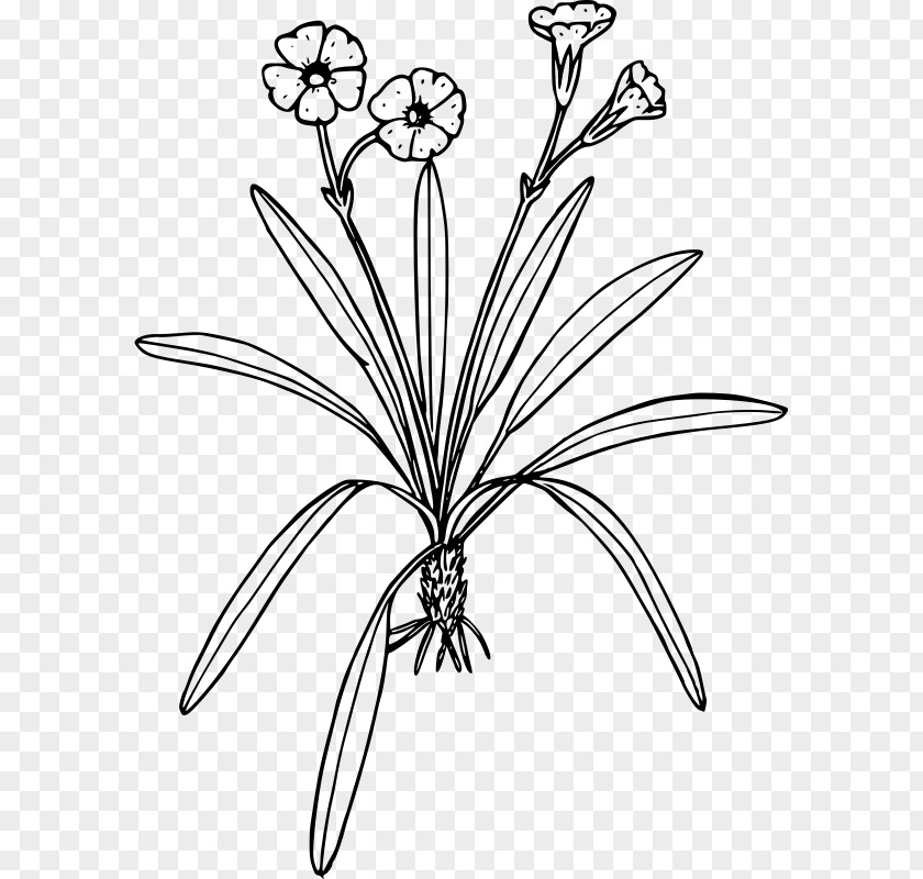 Primrose Line Art Drawing Black And White Flower Clip PNG