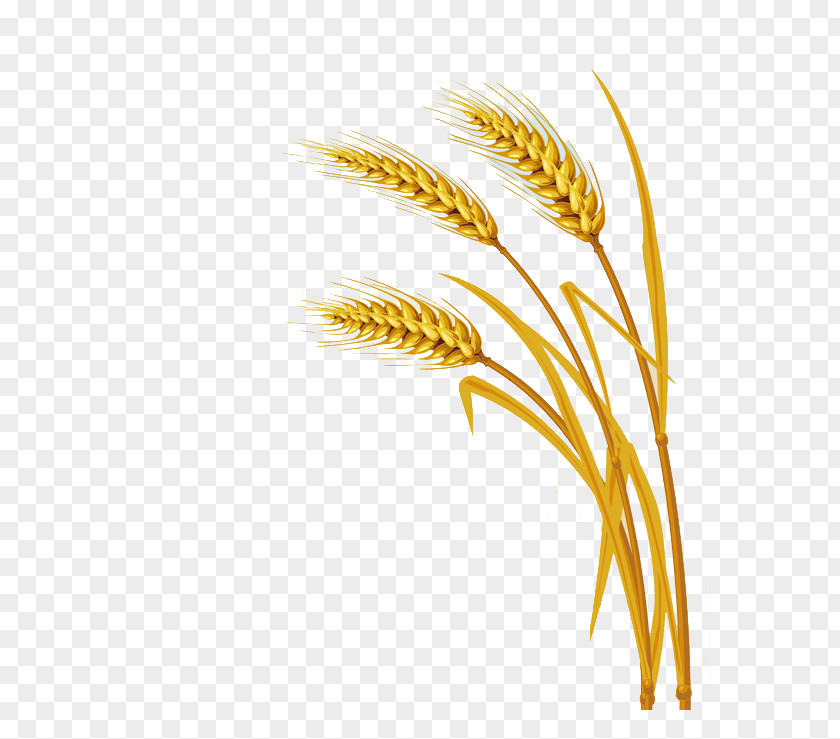 Rice Wheat Download Clip Art PNG