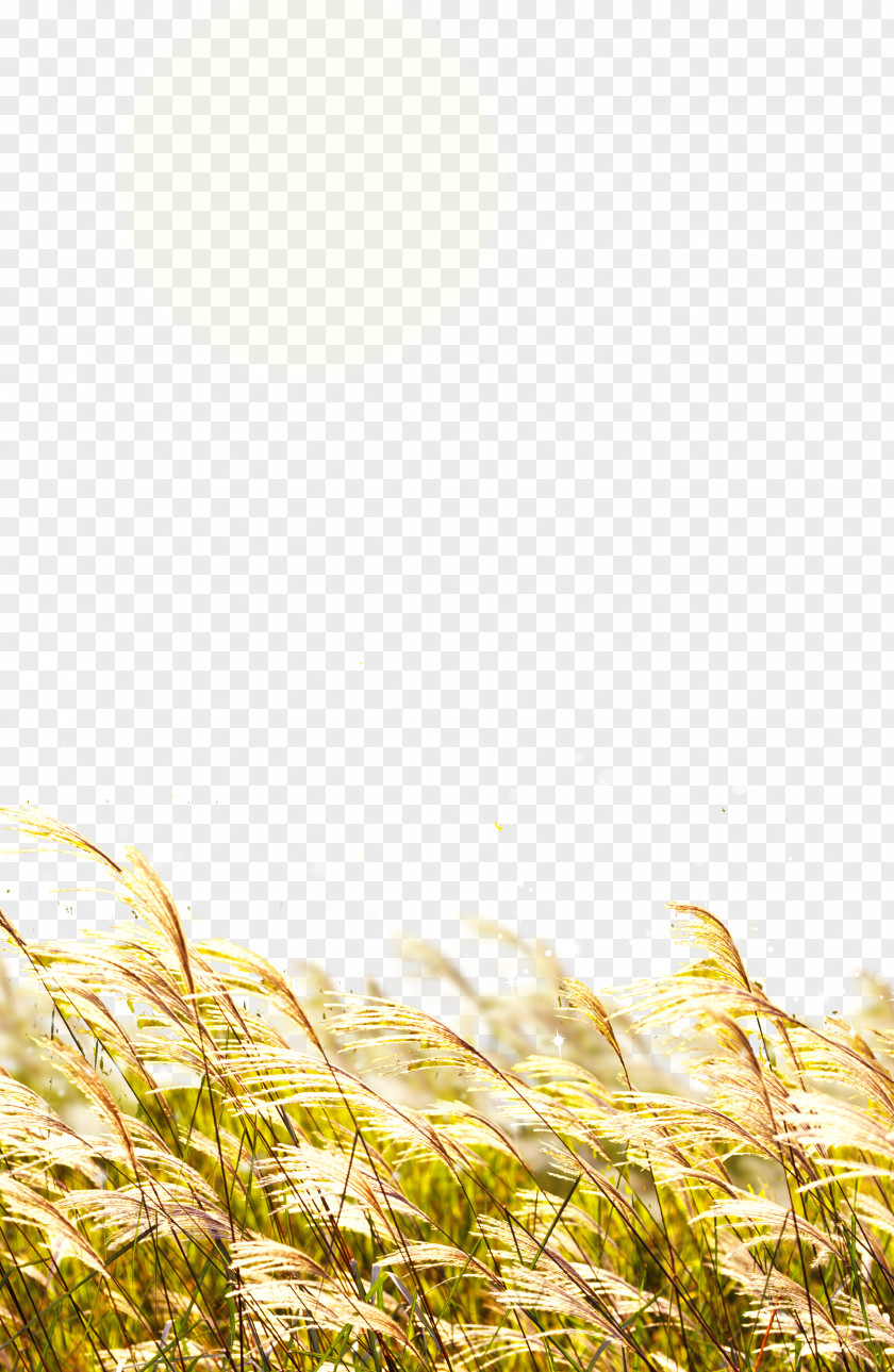 Rice Wheat Straw PNG