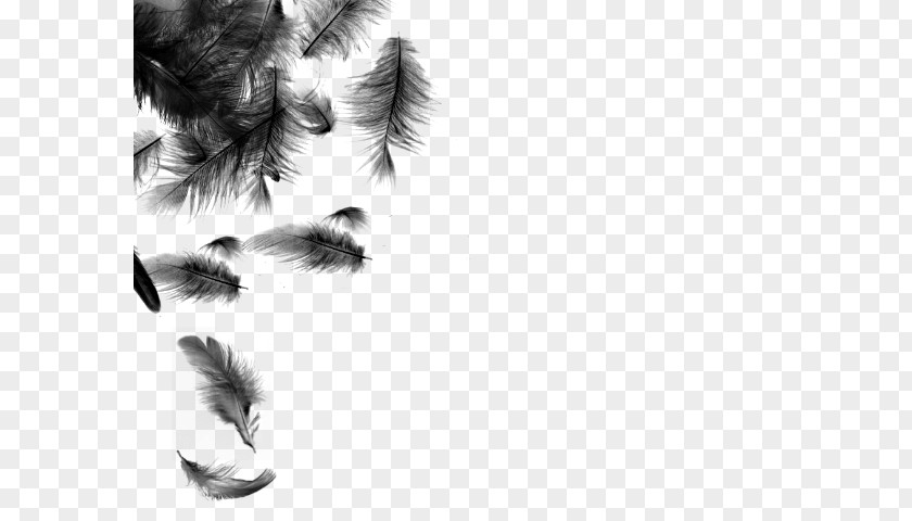 Black Feather Bird Color PNG