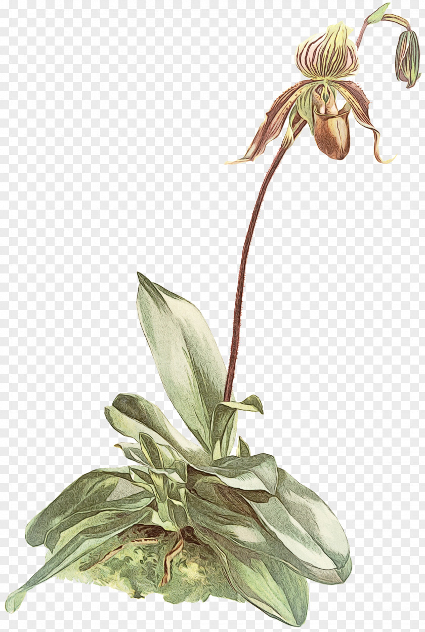 Flower Paphiopedilum Philippinense Plants Stock Photography Botany PNG