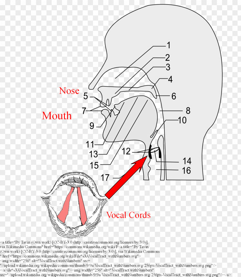 Health Speech-language Pathology Vocal Folds Therapy Human Voice PNG
