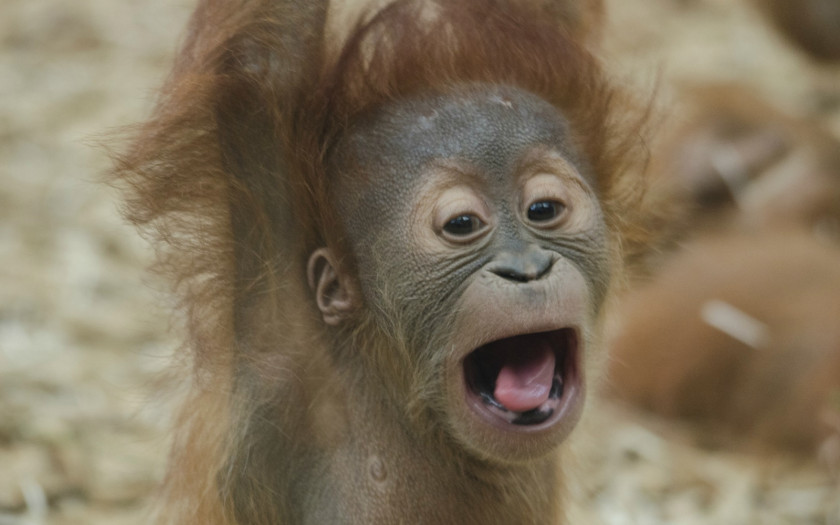 Orangutan Borneo Bornean Sumatra Great Apes The PNG