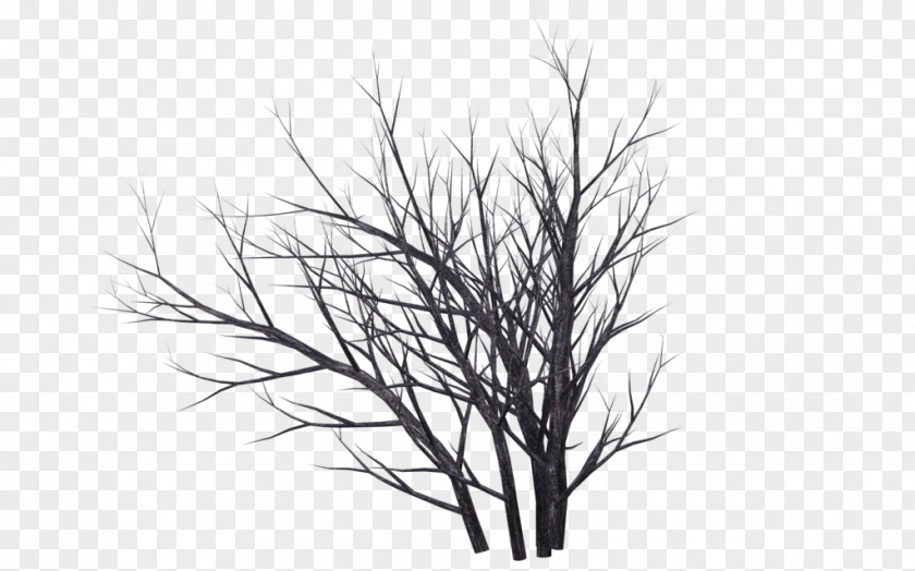 Tree Photography Drawing PNG