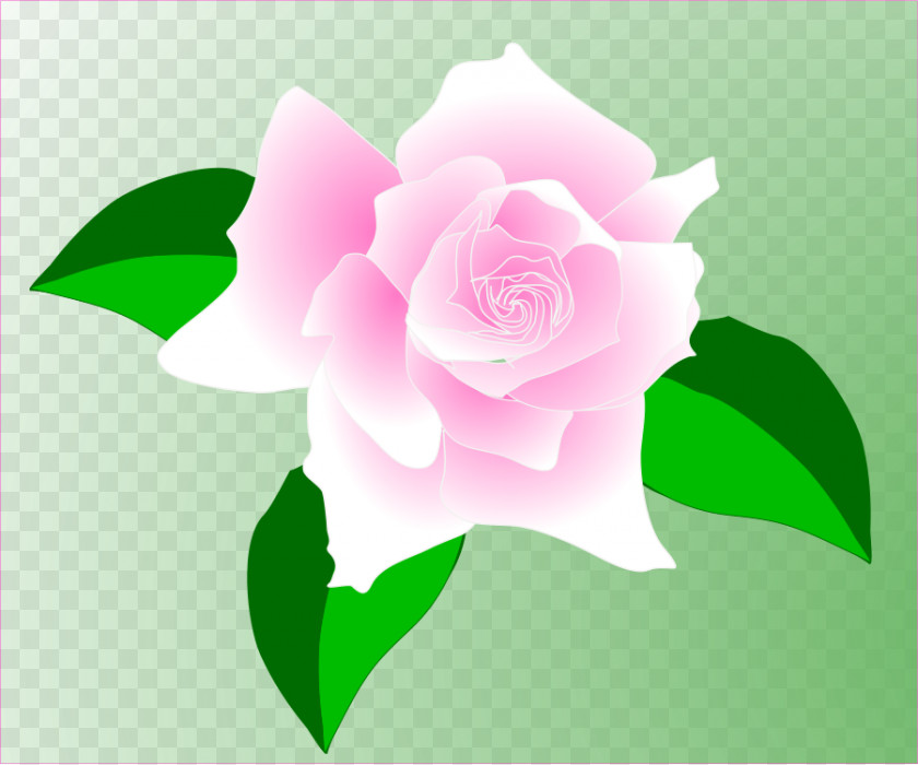 Vector Rose Sweet Scented Geranium Damask Clip Art PNG