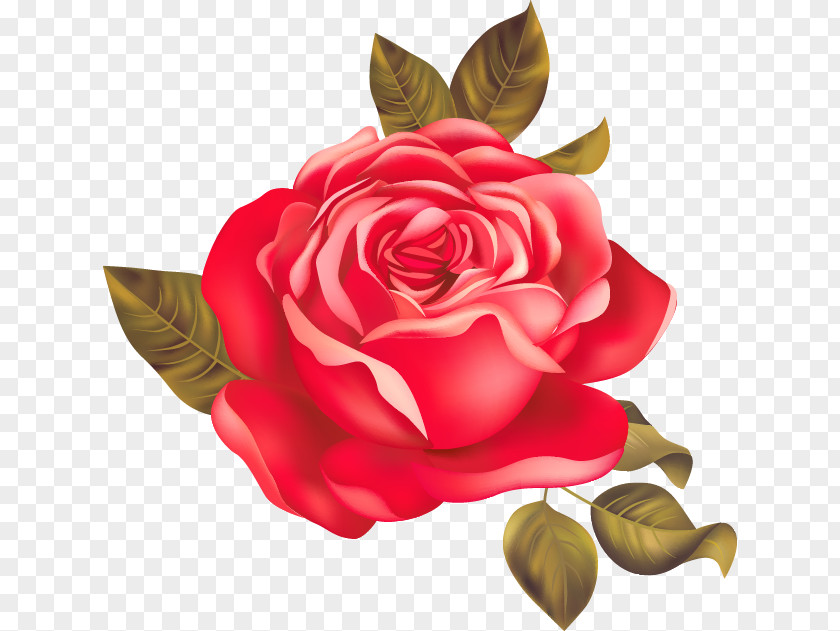 Beautiful Red Roses Garden Centifolia Beach Rose PNG