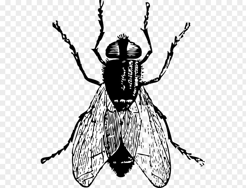 Bug Insect Fly Drawing Clip Art PNG