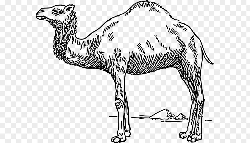 Camelblackandwhite Bactrian Camel Dromedary Drawing Clip Art PNG
