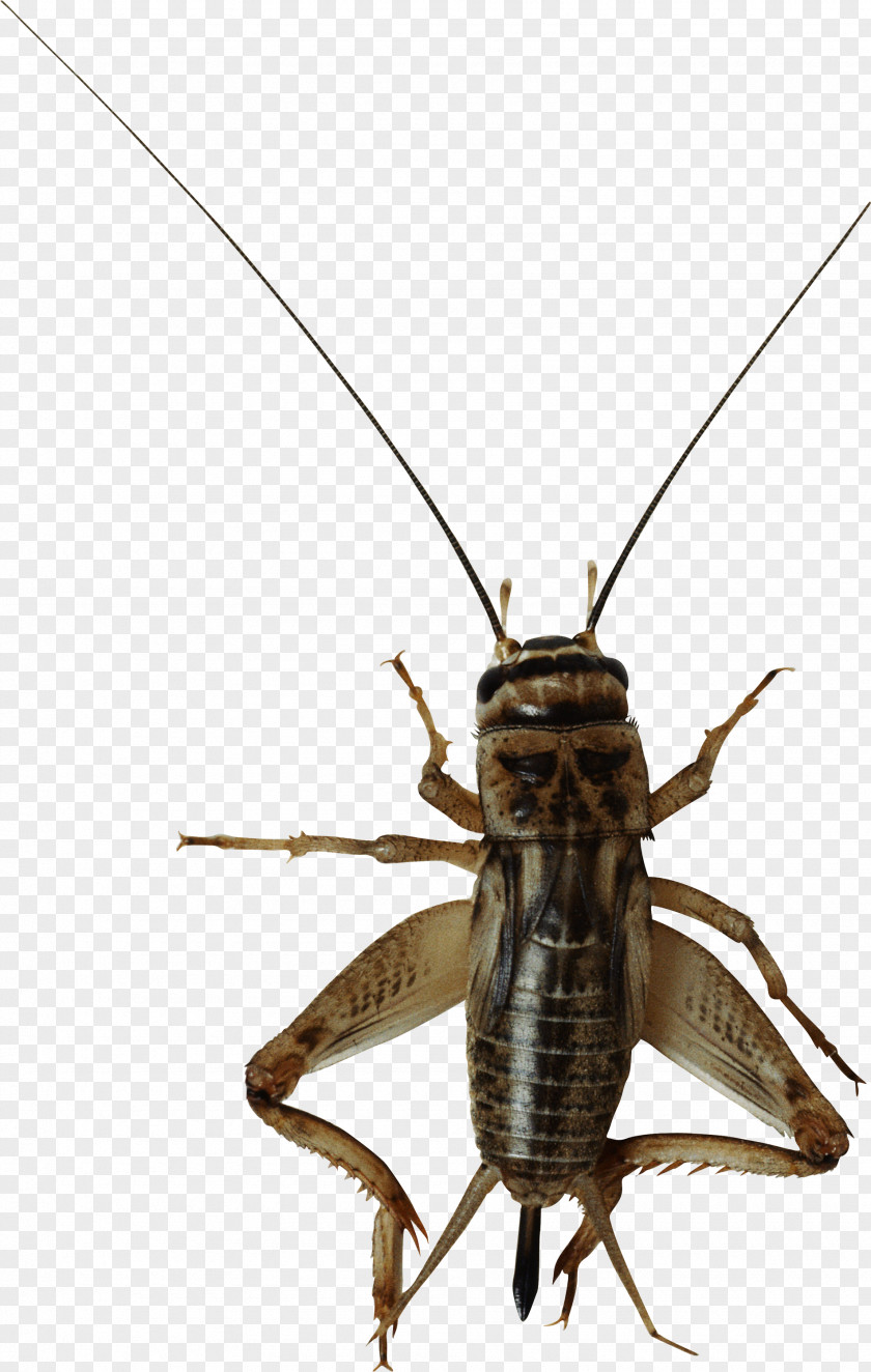 Insect Bug Image PNG