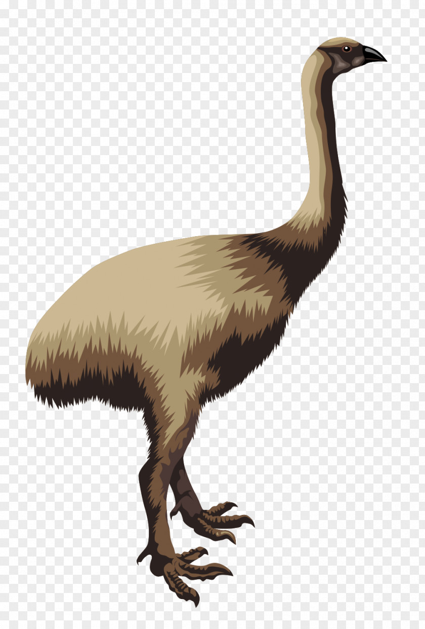 Ostrich Flightless Bird Moa Common Clip Art PNG