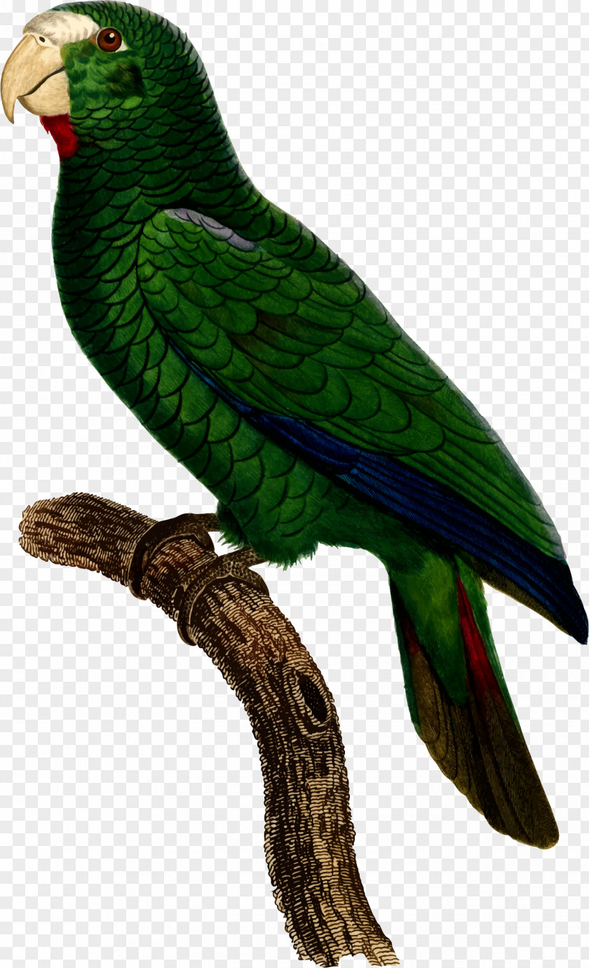 Parrot Budgerigar Bird Illustration Loriini PNG