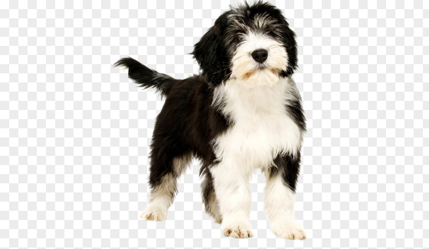 Puppy Dog Breed Tibetan Terrier Polish Lowland Sheepdog Bearded Collie Old English PNG