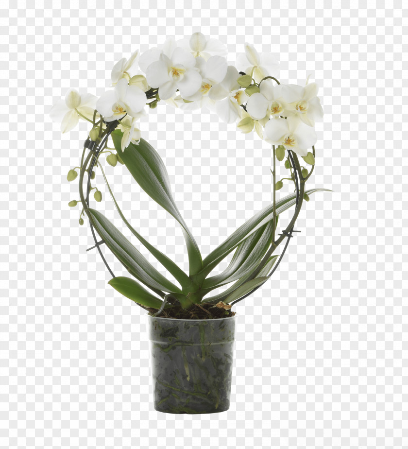 Simple Unique Flower Pots Moth Orchids Floral Design Floriculture PNG