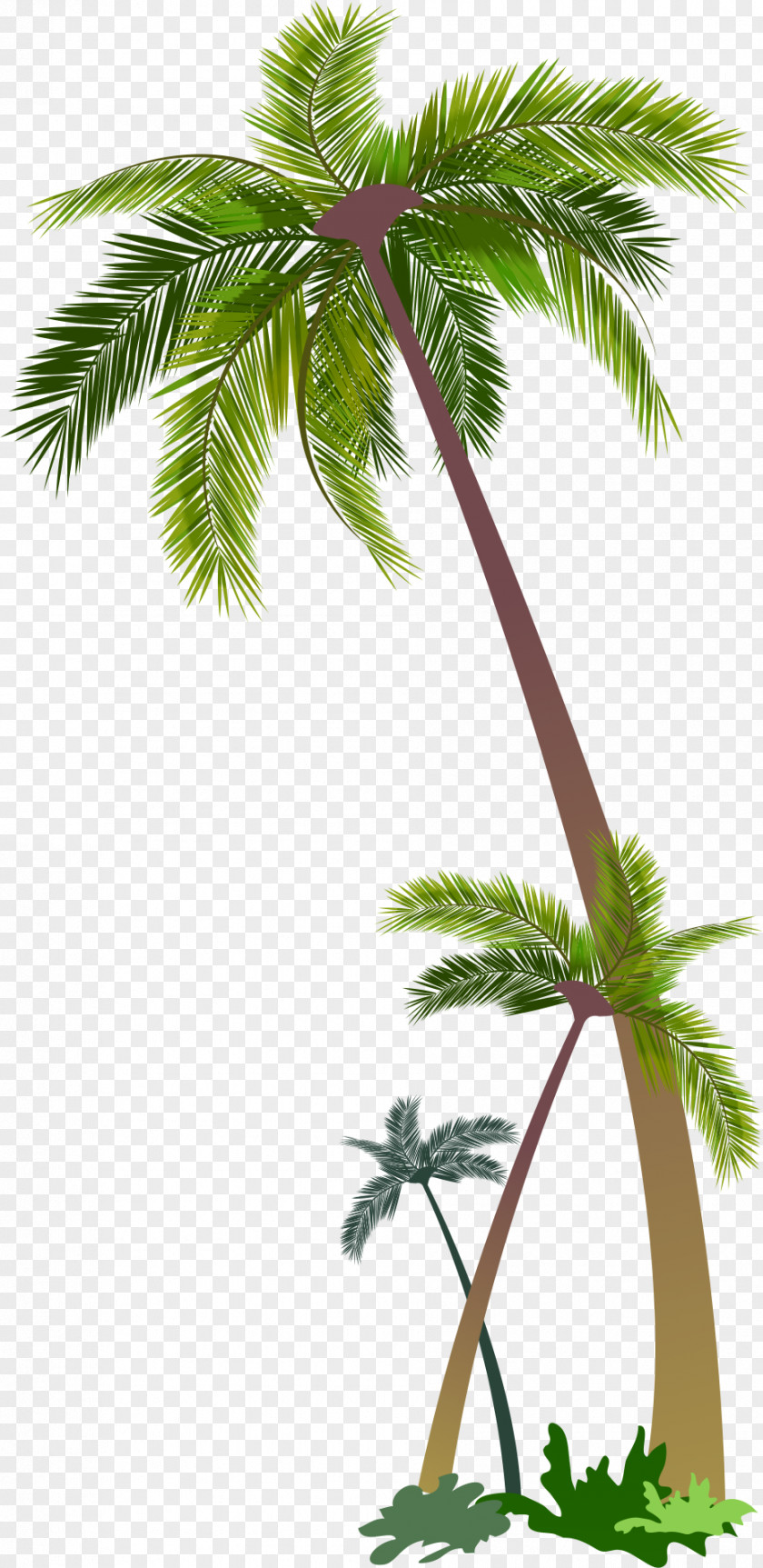 Vector Palm Euclidean Stock Photography Illustration PNG