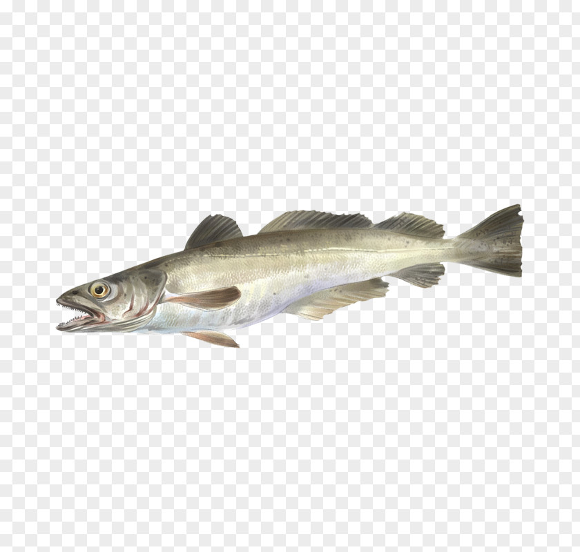 Capelin Oily Fish Cod Merluccius PNG