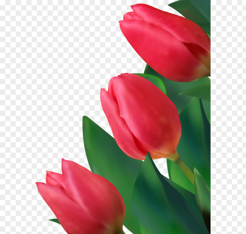 There Are Water Drops Petals Euclidean Vector Tulip Flower PNG