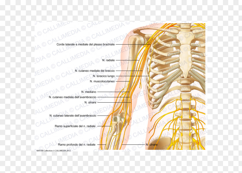 Arm Shoulder Nerve Nervous System Pelvis PNG