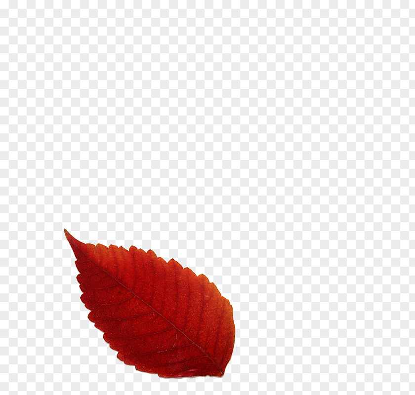 Autumn Leaves Leaf Color Red PNG