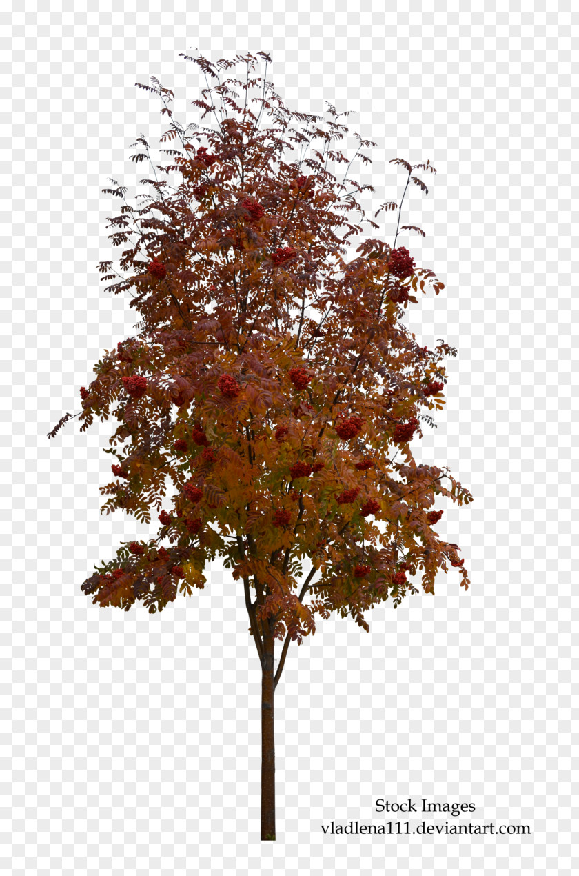 Autumn Tree Plant Twig PNG