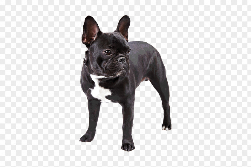 Bulldog French Dachshund Pug Toy PNG
